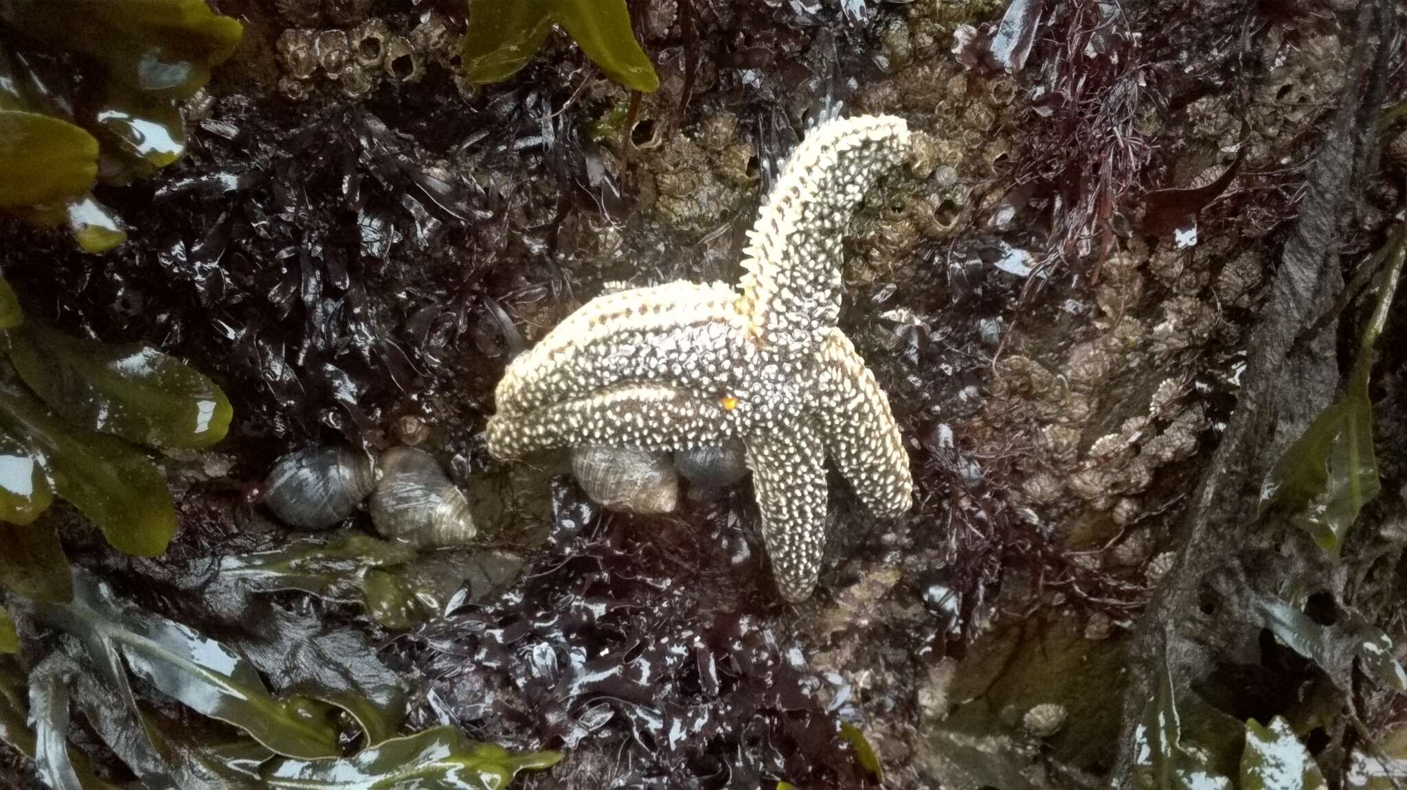 Image of Forbes sea star