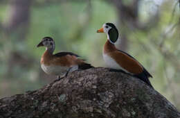 Image of African Pygmy Goose