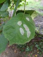 Image de Phyllonorycter coryli (Nicelli 1851)