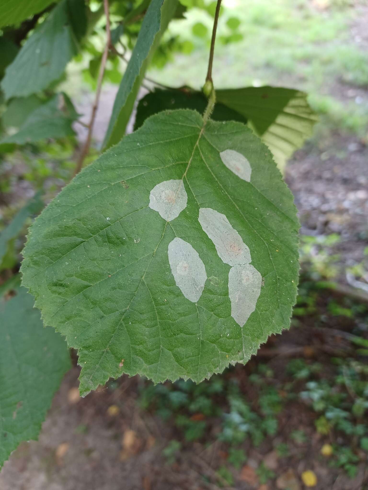 Image de Phyllonorycter coryli (Nicelli 1851)