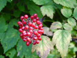 Imagem de Actaea rubra (Ait.) Willd.