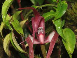 Image of Maxillaria longissima Lindl.