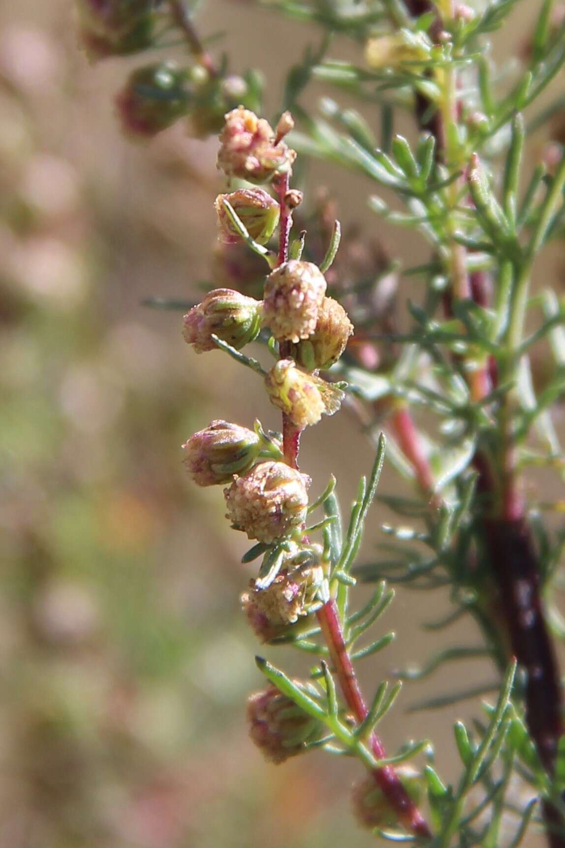 صورة Artemisia chamaemelifolia Vill.