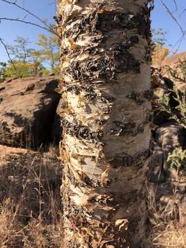 Image de Commiphora viminea Burtt Davy