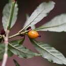 Image of Psychotria mirandae C. W. Ham.