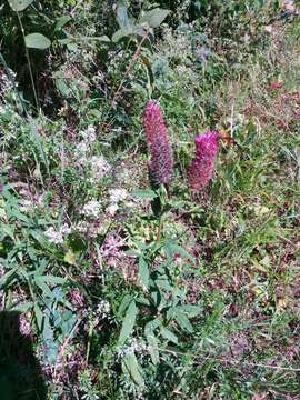 Image of Red Trefoil