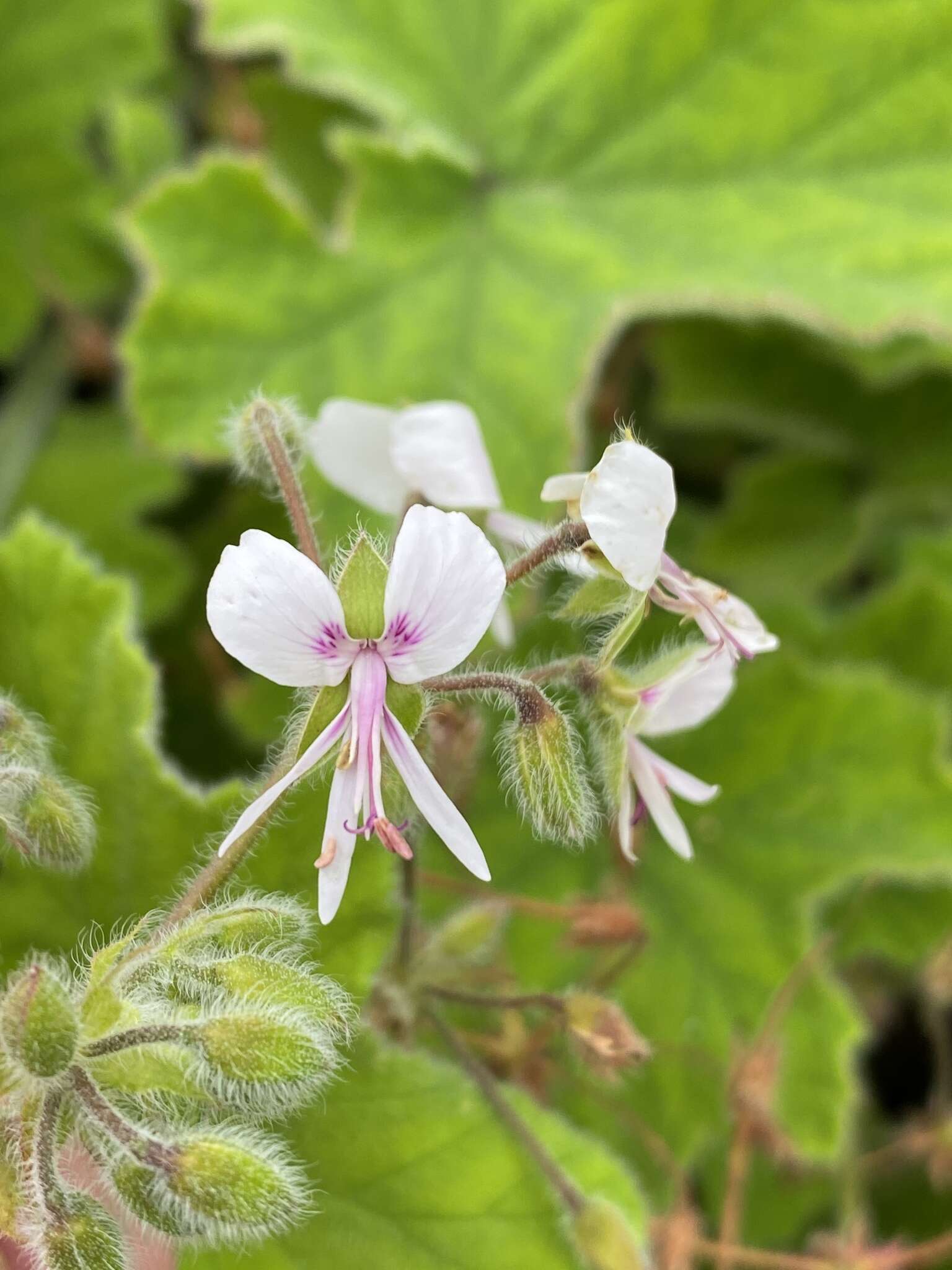 Image of Pelargonium tomentosum Jacq.