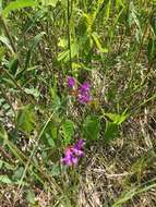 صورة Vicia americana subsp. americana