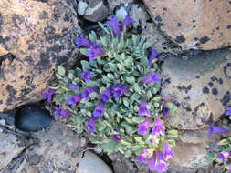 Image of Thompson's beardtongue