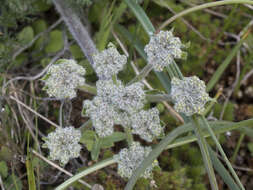 Image de Lomatium dasycarpum subsp. tomentosum (Benth.) Theob.