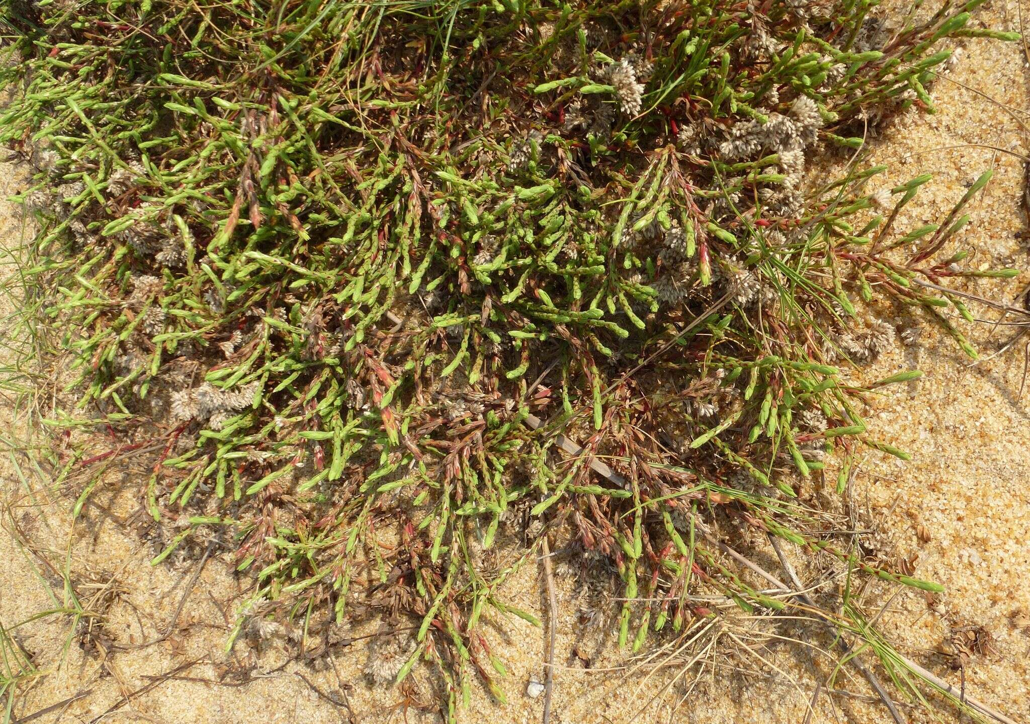 Plancia ëd Polycarpaea glabrifolia DC.