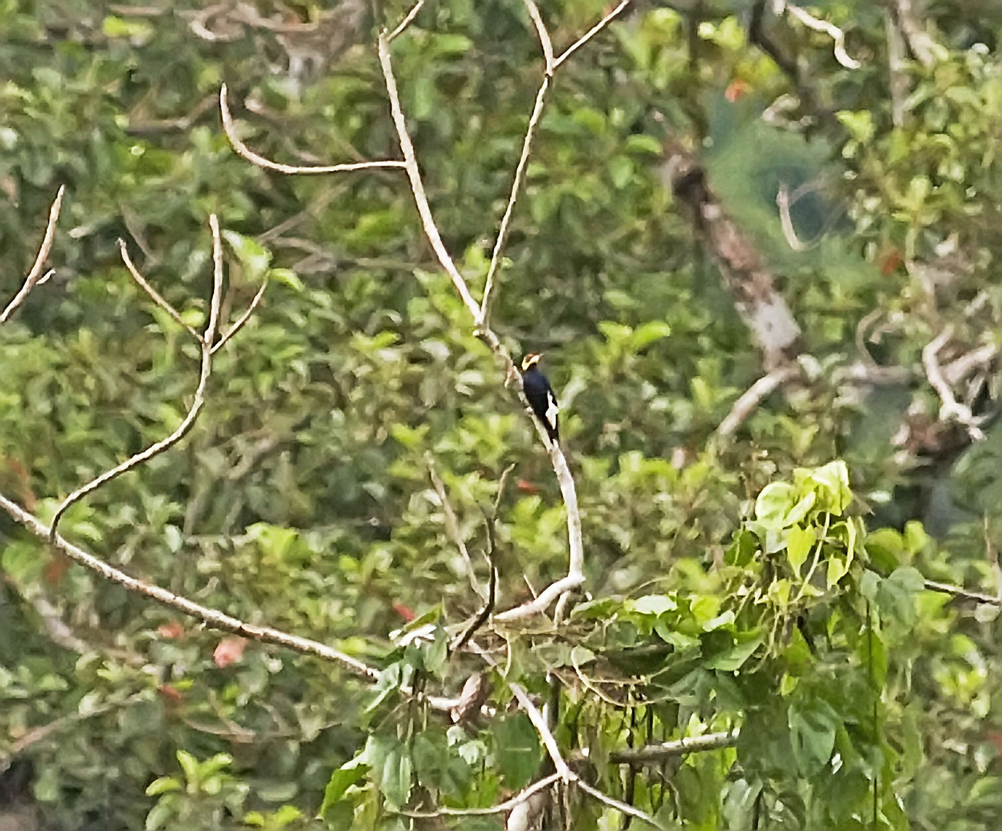 Image of Tellow-tufted Woodpecker