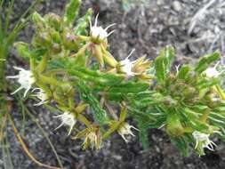 Image of Aspidoglossum heterophyllum E. Mey.