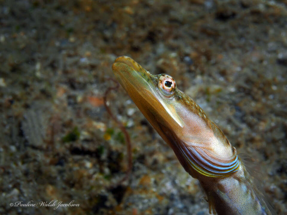 Image of Bluethroat Pikeblenny