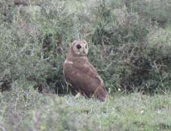 Image of Marsh Owl