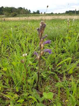 Слика од Phelipanche purpurea (Jacq.) Soják