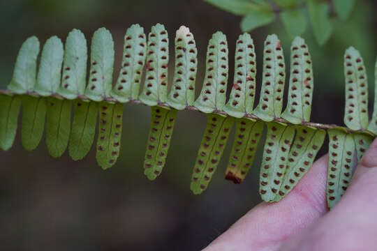 Image of <i>Nephrolepis <i>cordifolia</i></i> var. cordifolia