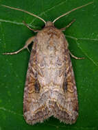 Image of Aster Cutworm