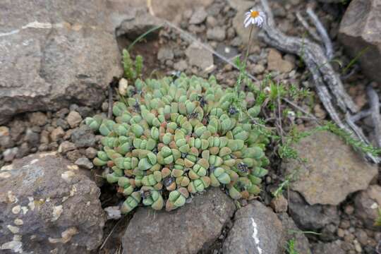 Imagem de Stomatium gerstneri L. Bol.