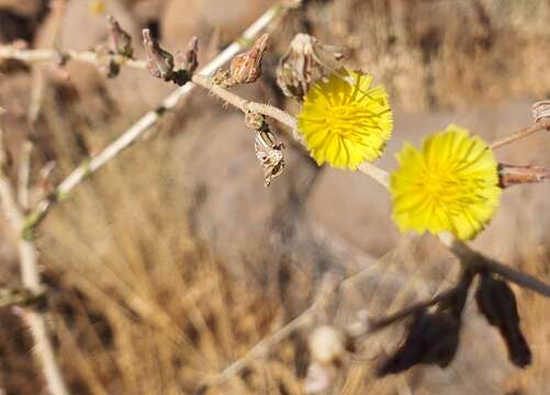 Image of Lactuca aculeata Boiss. & Kotschy ex Boiss.