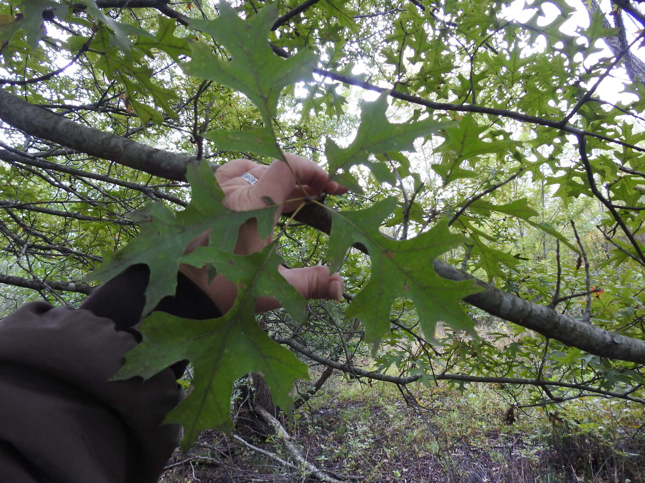 Image of Nuttall Oak