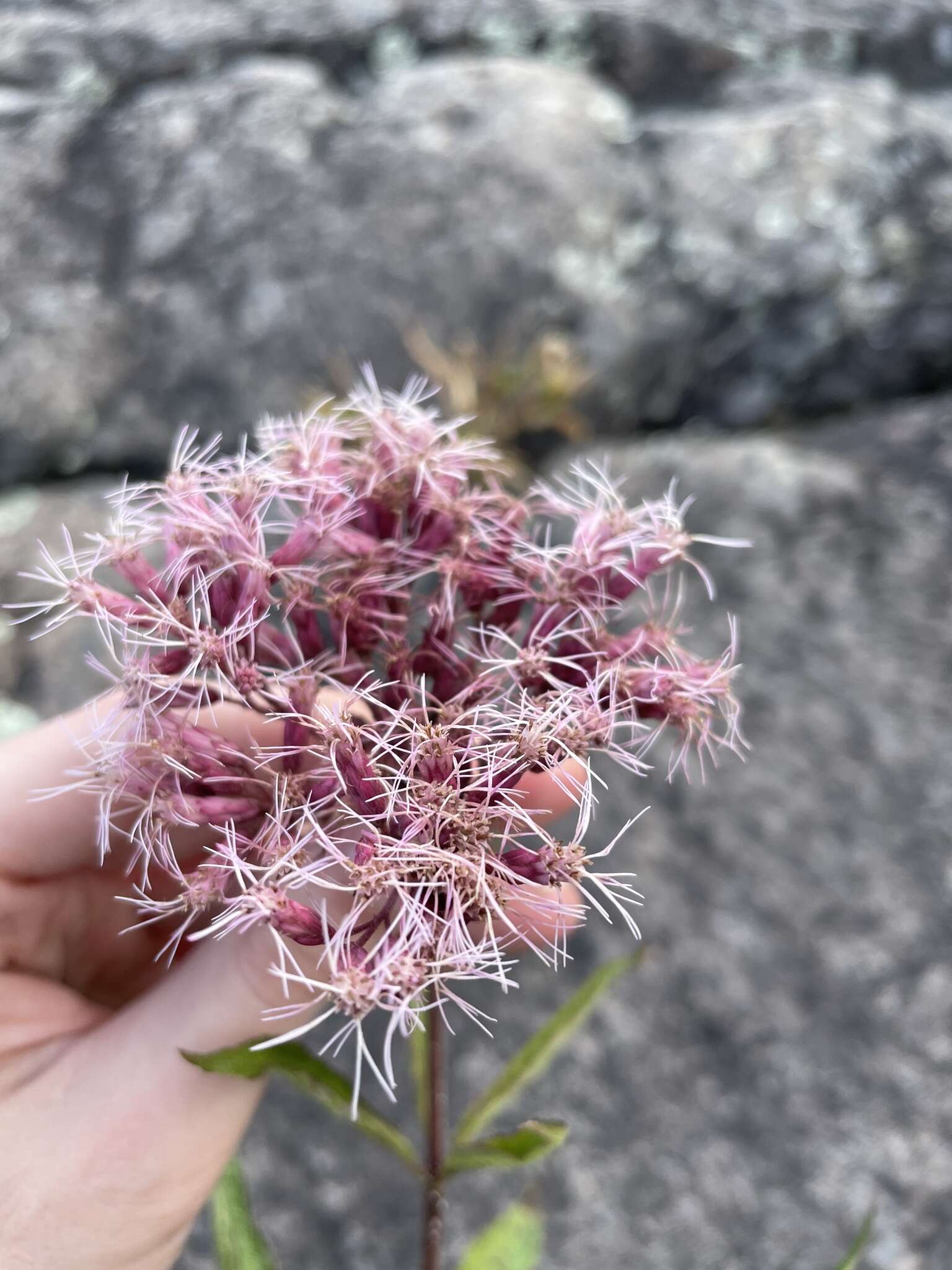 Image de Eutrochium maculatum (L.) E. E. Lamont