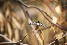 Слика од Papilio anactus Macleay 1826