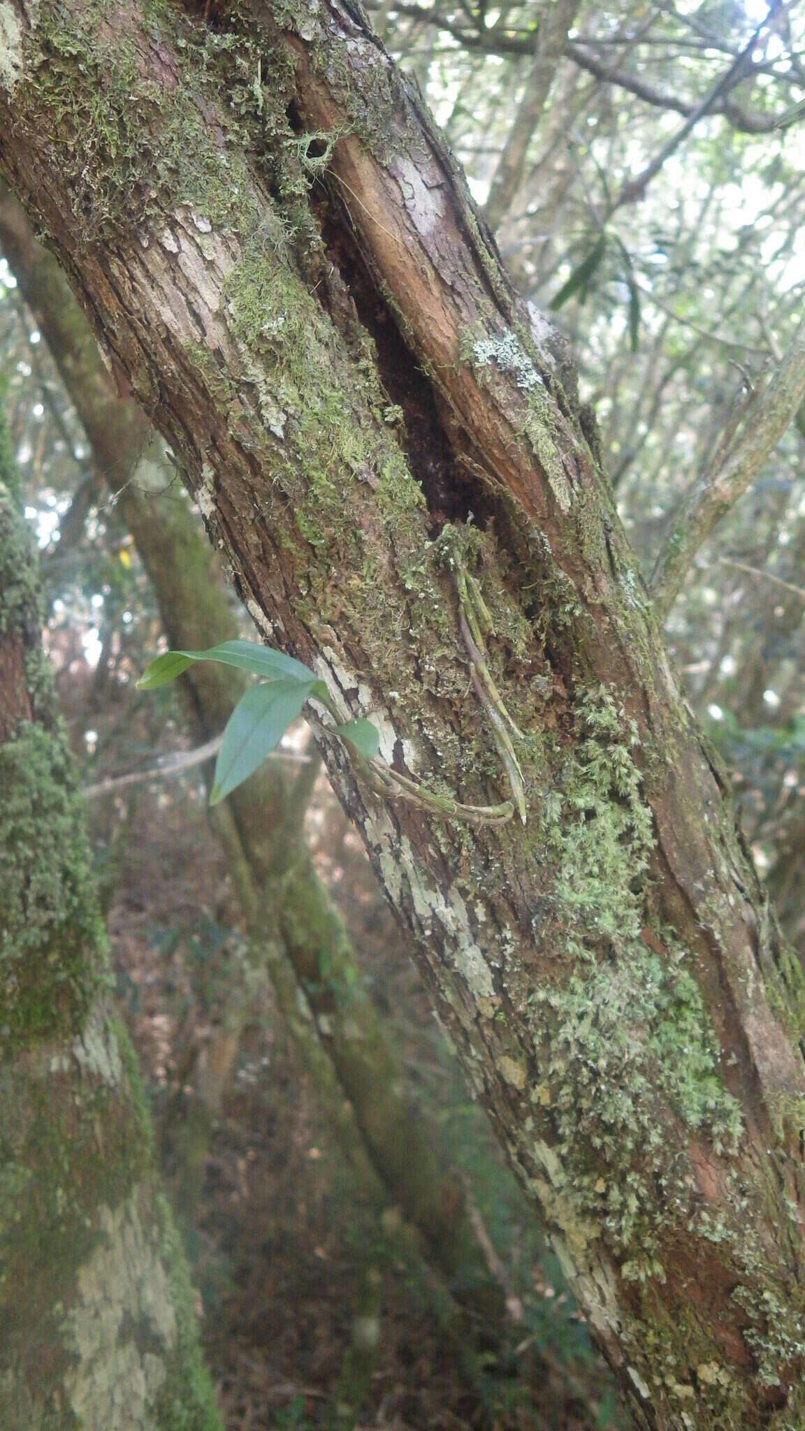 Imagem de Polystachya fusiformis (Thouars) Lindl.