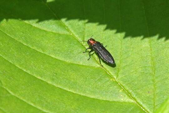 Imagem de Agrilus ruficollis (Fabricius 1787)