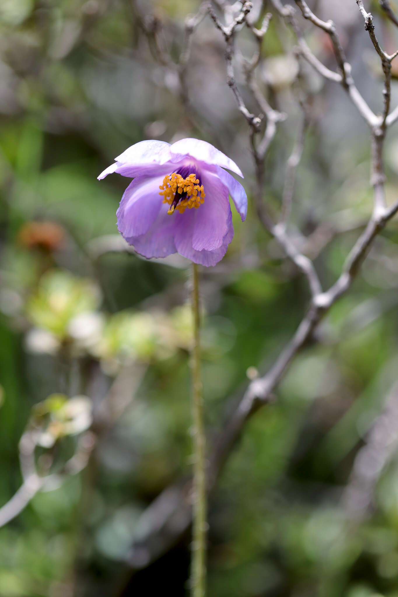 Image of Meconopsis simplicifolia (D. Don) Walp.