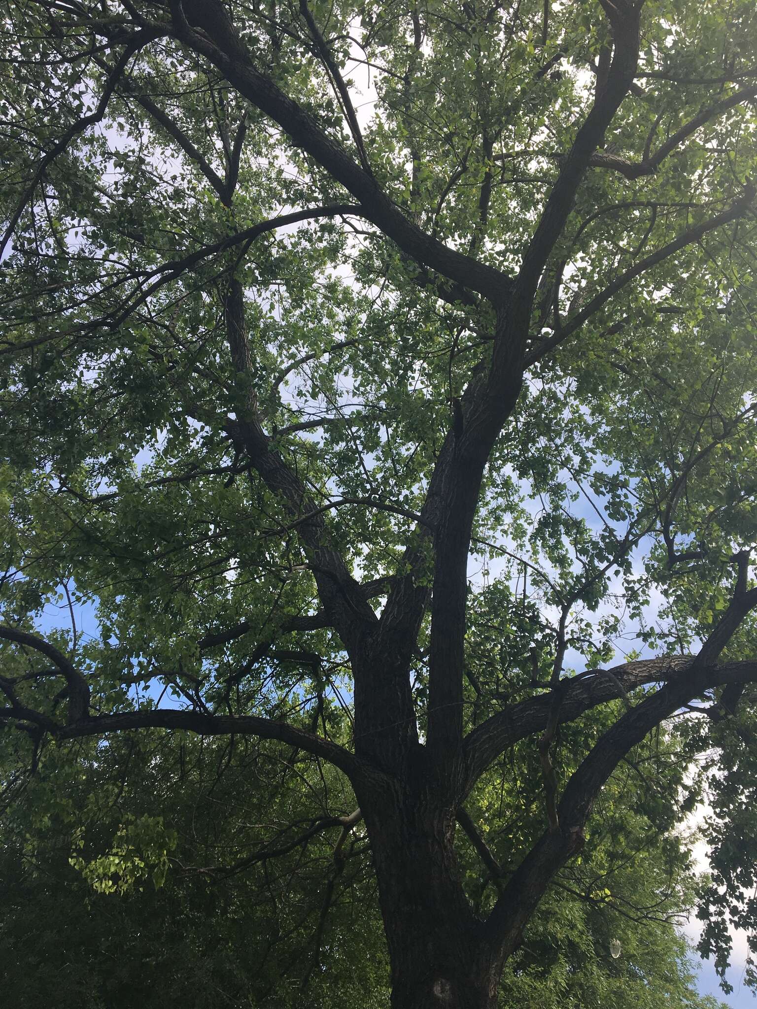 Image of Populus mexicana subsp. mexicana