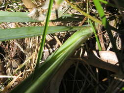 Image of Dianella longifolia var. grandis R. J. F. Hend.