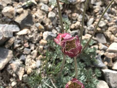 Слика од Ranunculus andersonii A. Gray