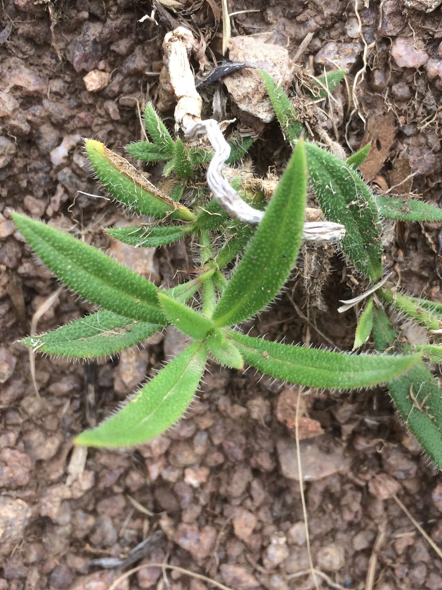 Image of tropical Mexican clover