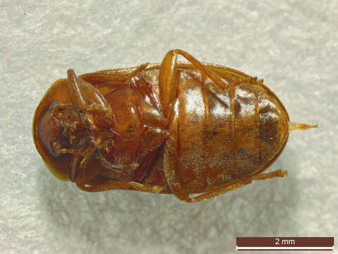 Image of Microcara testacea (Linnaeus 1767)