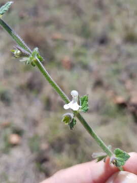 Слика од Stachys natalensis Hochst.