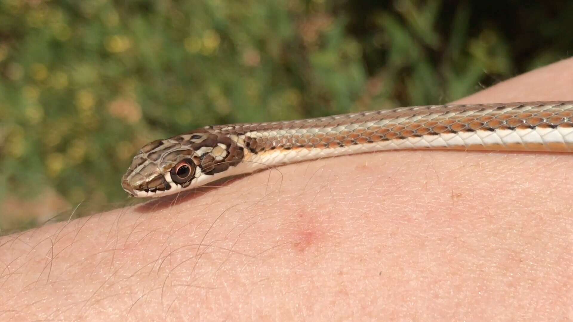 Imagem de Psammophis notostictus Peters 1867