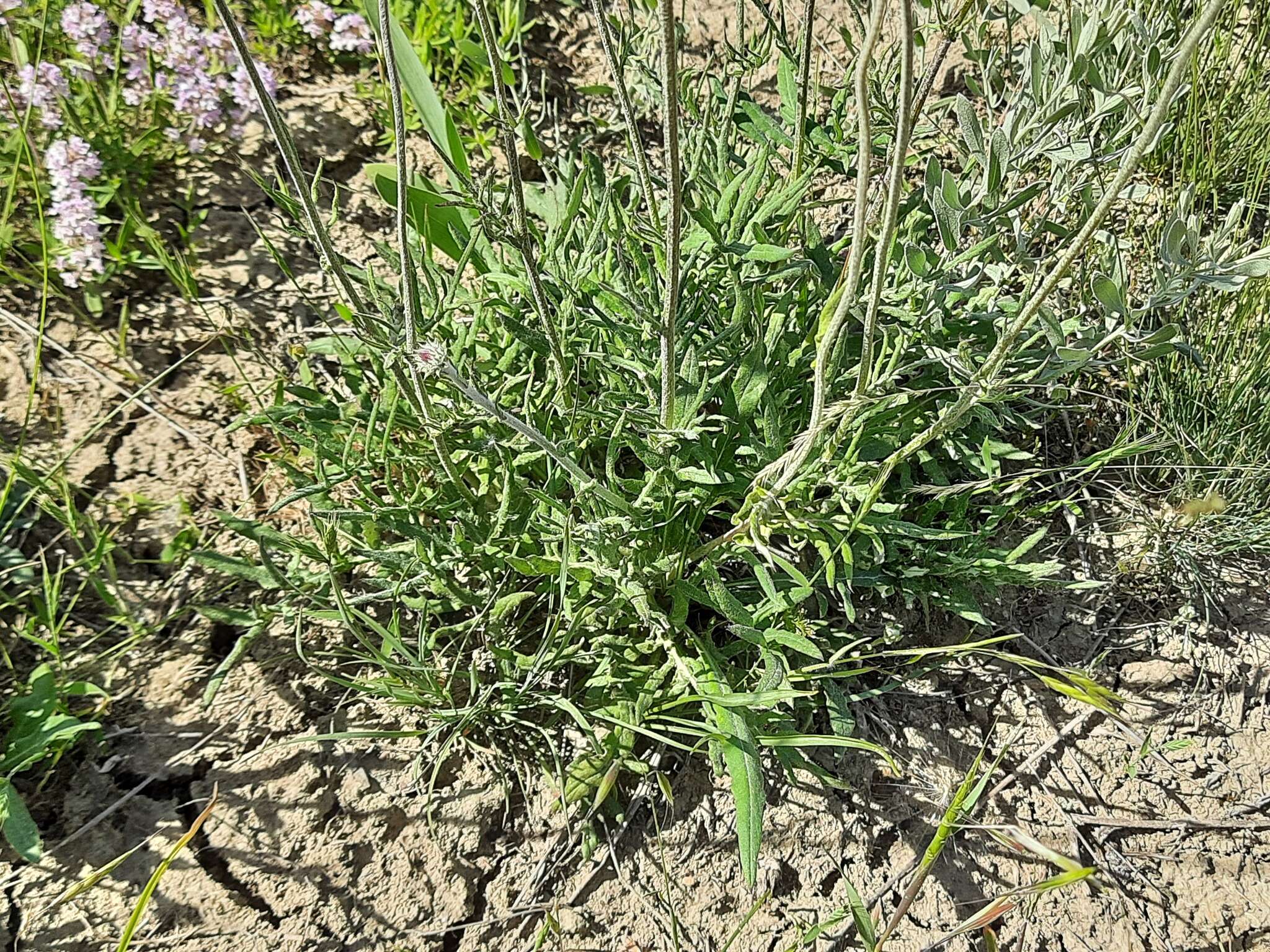 Image of Jurinea arachnoidea Bunge