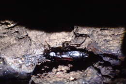 Image of Yamato Cockroach