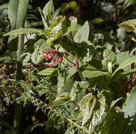 Image of Begonia unduavensis Rusby