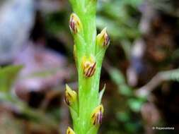 Image of Bulbophyllum ikongoense H. Perrier