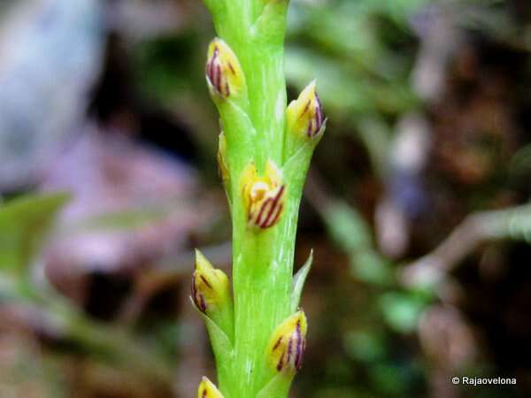 Image of Bulbophyllum ikongoense H. Perrier
