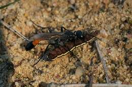 Image of Ammophila pubescens Curtis 1836