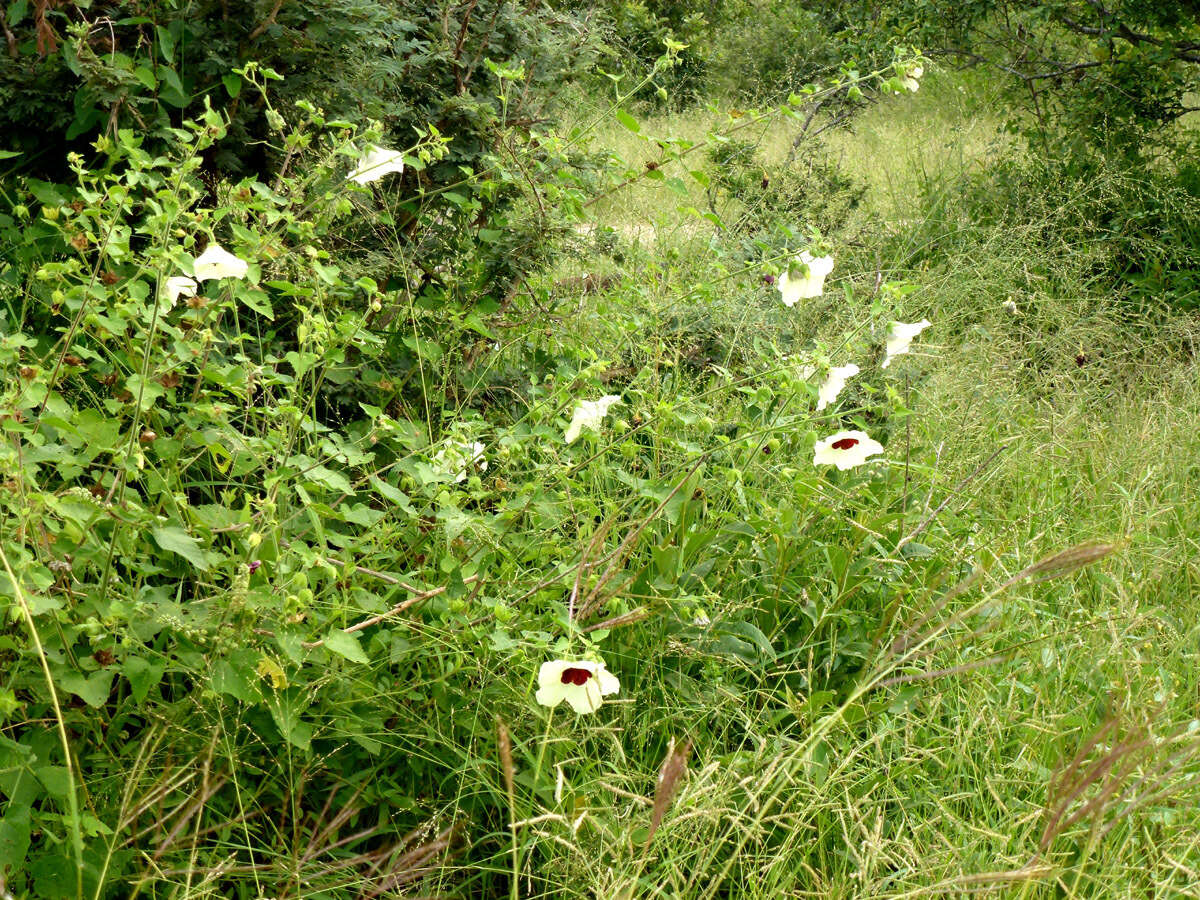 Image of tropical rose mallow