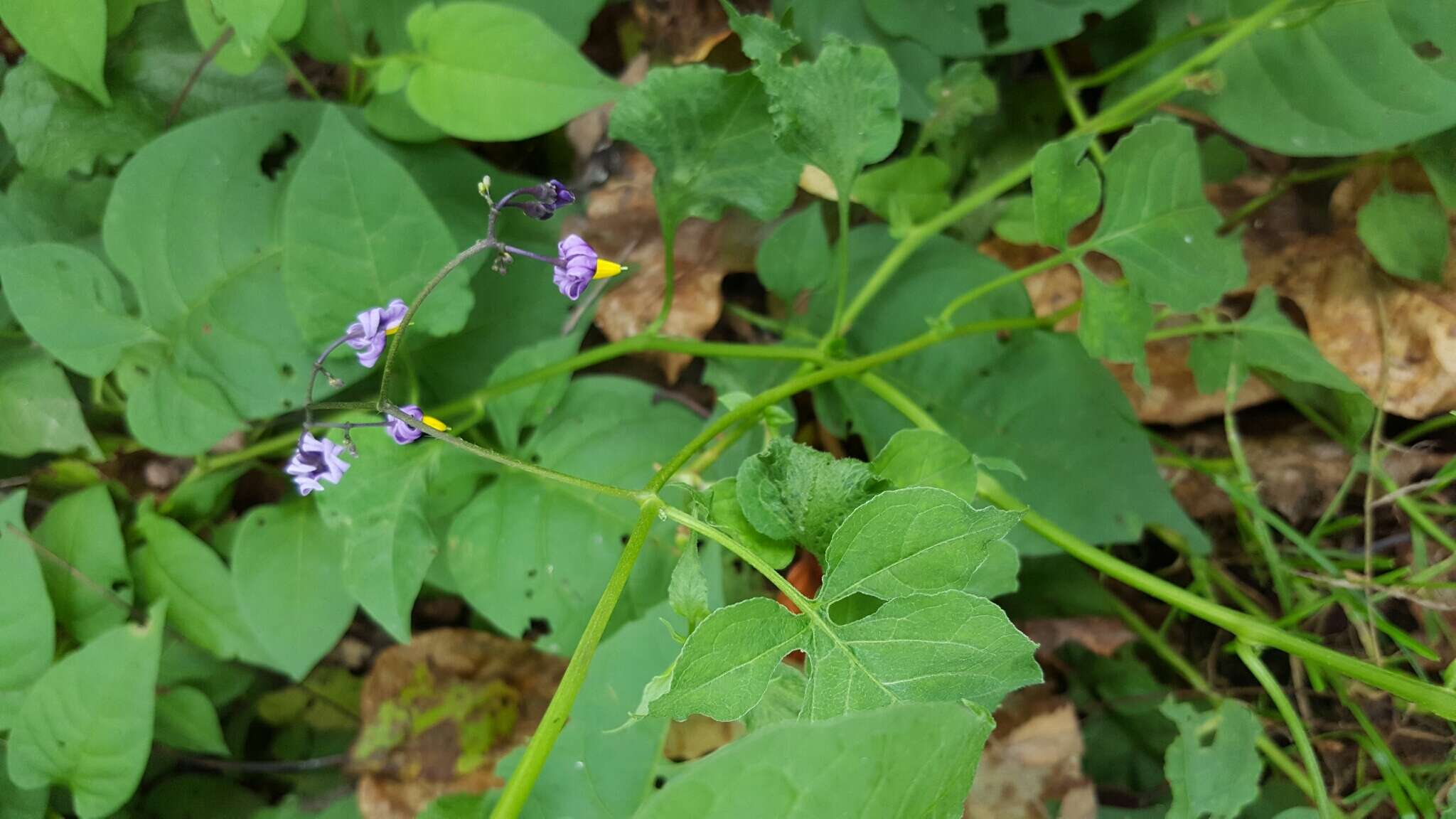 Image of Solanum dulcamara var. dulcamara