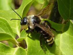 Image of California Bumble Bee