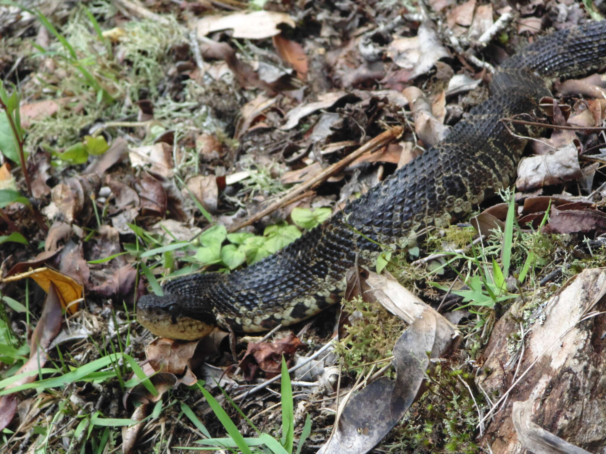 Image of Metlapilcoatlus nummifer (Rüppell 1845)