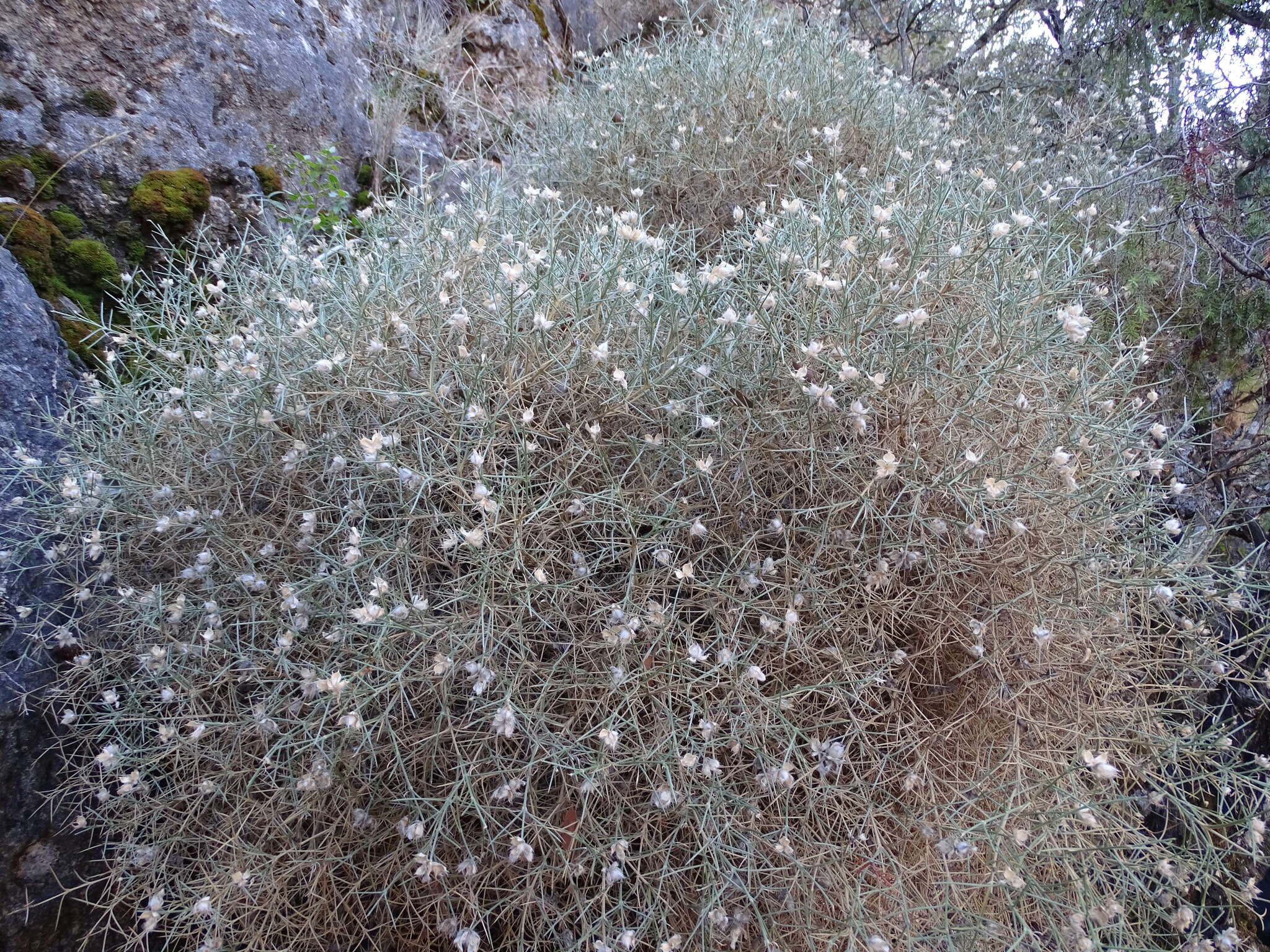 Слика од Echinospartum boissieri (Spach) Rothm.