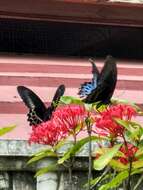 Image of Blue Mormon