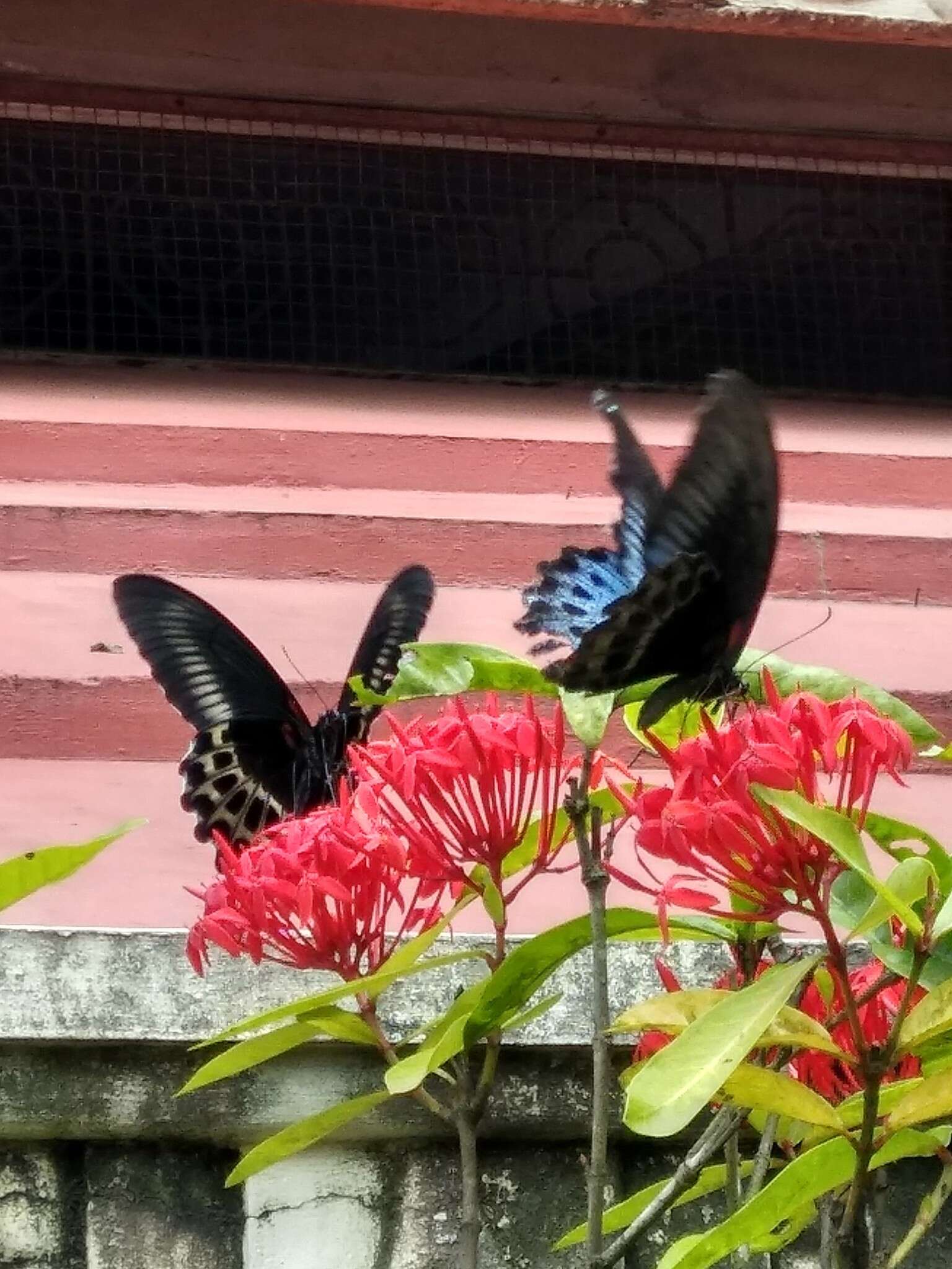 Image of Blue Mormon